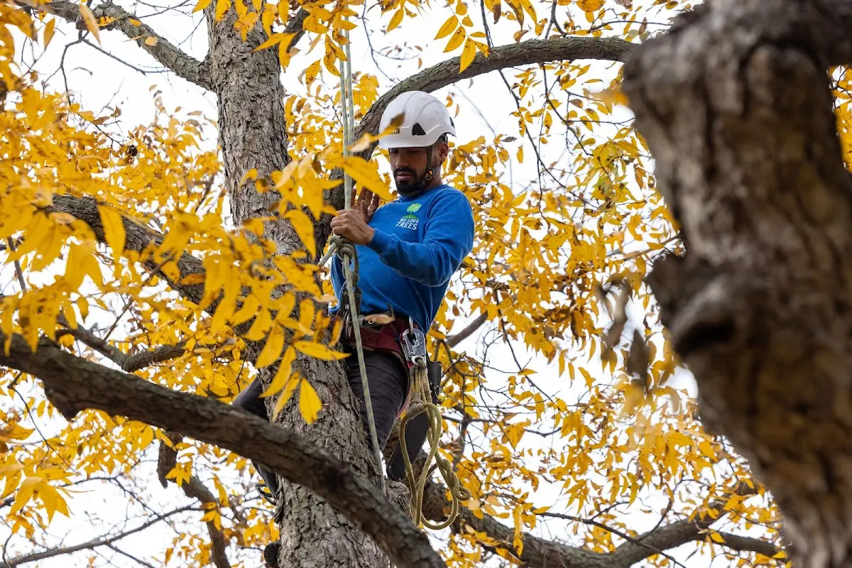 Skilled Tree Pruning crew working in Egypt